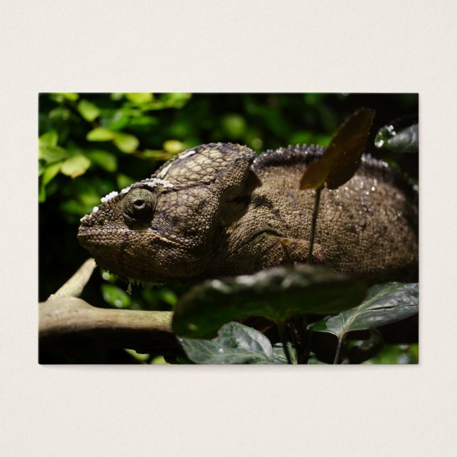 Furcifer oustaleti (Front)