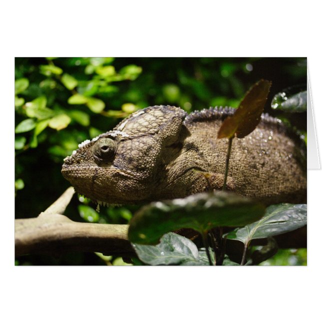 Furcifer oustaleti (Front Horizontal)