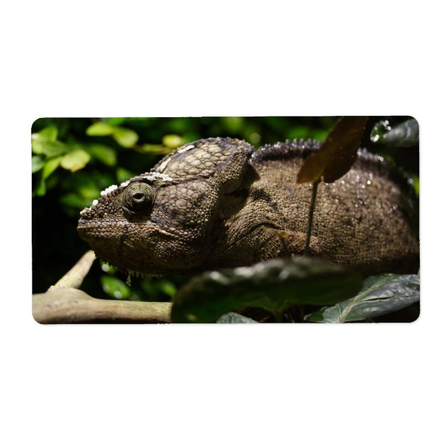 Furcifer oustaleti (Front)