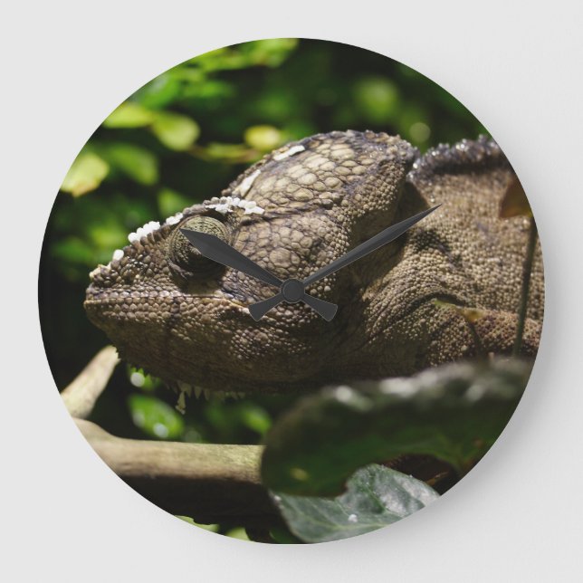 Furcifer oustaleti large clock (Front)