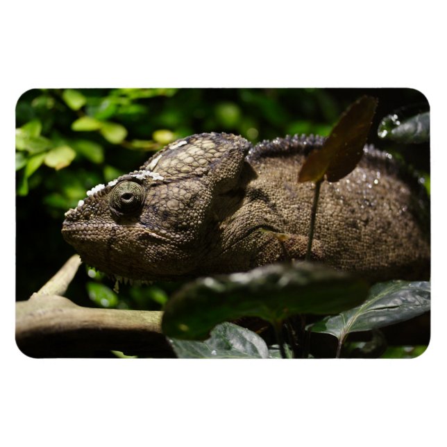 Furcifer oustaleti magnet (Horizontal)