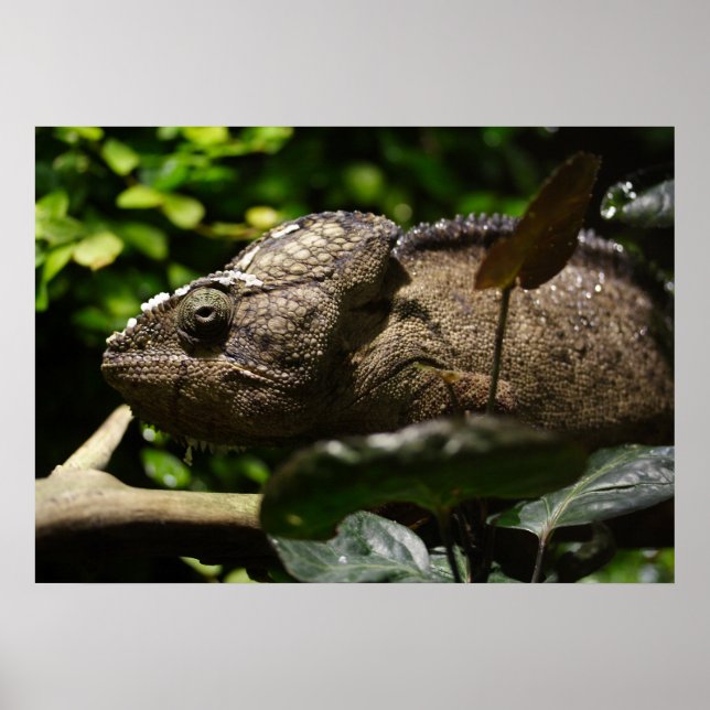 Furcifer oustaleti poster (Front)