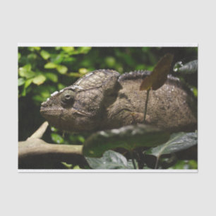 Furcifer oustaleti tissue paper