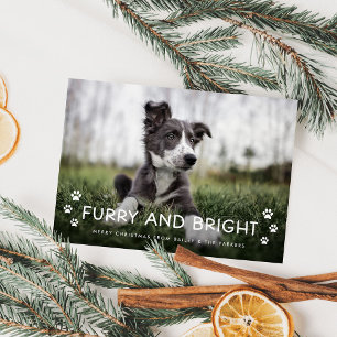 Furry and Bright   Christmas Photo from the Dog Holiday Card