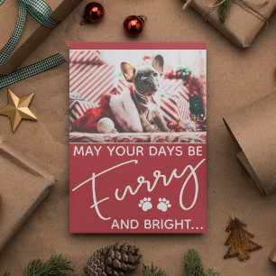 Furry and bright dog photo Christmas