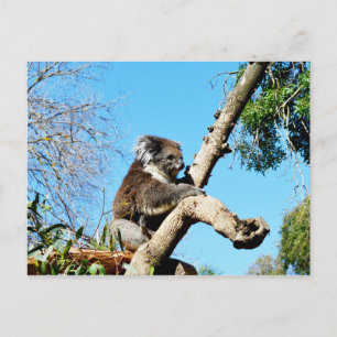 Furry Australian Koala In A Tree, Postcard