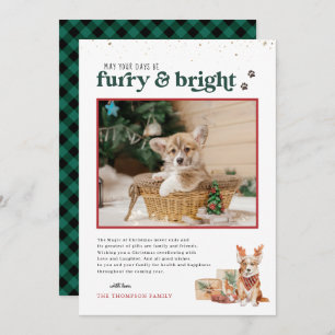 Furry & Bright   Pet Holiday Photo Card