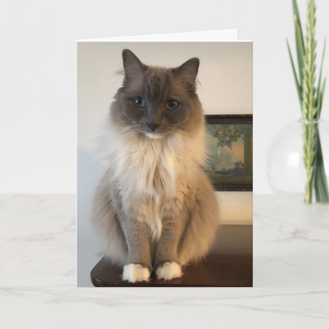 Furry Ragdoll Cat get well Card (Front)
