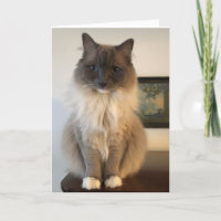 Furry Ragdoll Cat get well Card