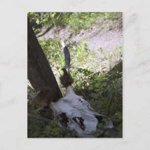 furry skull postcard