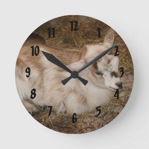 Furry small goat doeling baby right round clock