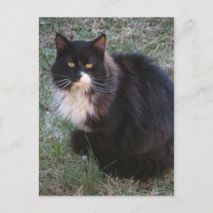 Furry Tuxedo Postcard