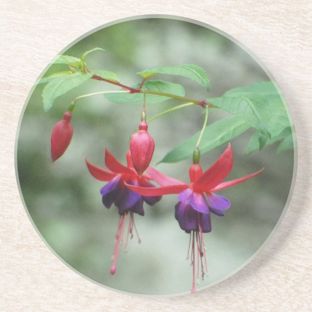 Fuschia1A.jpg Coaster (Front)
