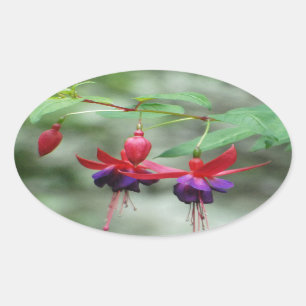 Fuschia1A.jpg Oval Sticker