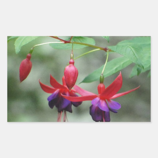 Fuschia1A.jpg Rectangular Sticker (Front)