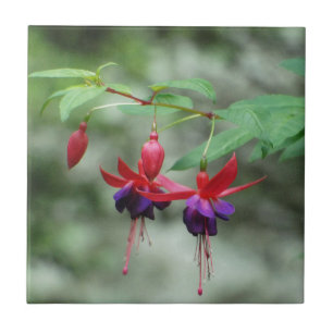 Fuschia1A.jpg Tile