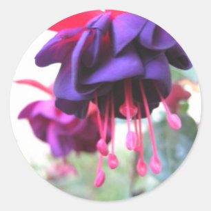 Fuschia flower, purple and hot pink classic round sticker