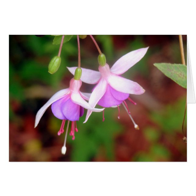 Fuschia Flowers (Front Horizontal)