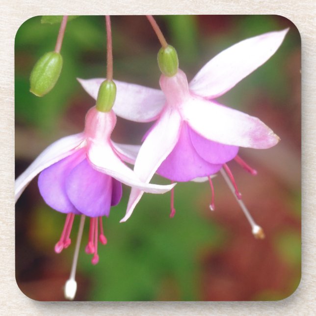 Fuschia Flowers Coaster (Front)