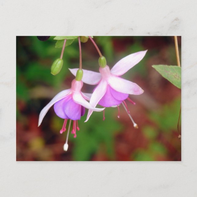 Fuschia Flowers Postcard (Front)