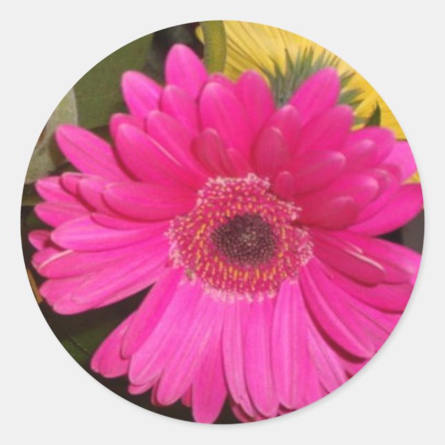 Fuschia Gerbera Daisy Sticker (Front)