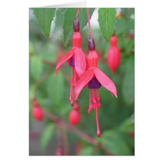 Fuschia, Ireland Card