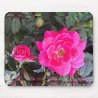 Fuscia Rose Mouse Pad