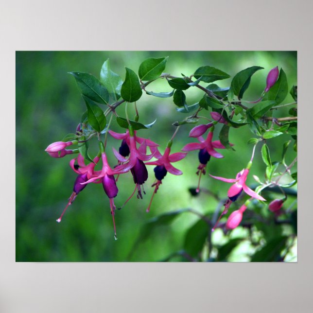 Fushia in Bloom Poster (Front)