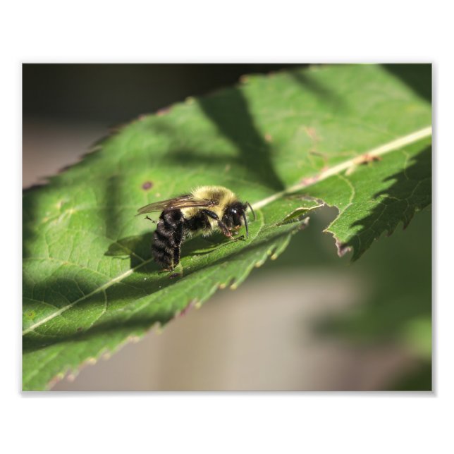 Fuzzy Bumble Bee on Large Green Leaf Photo Print (Front)