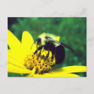 Fuzzy Bumblebee Photo Postcard