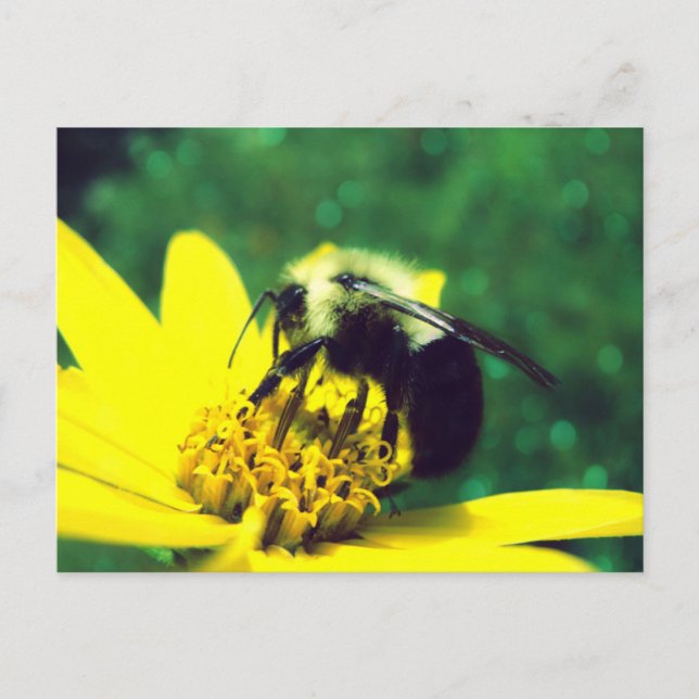 Fuzzy Bumblebee Photo Postcard (Front)