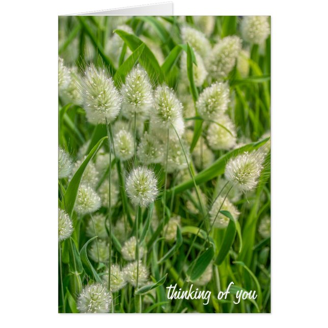 fuzzy bunny tail plant-thinking of you (Front)