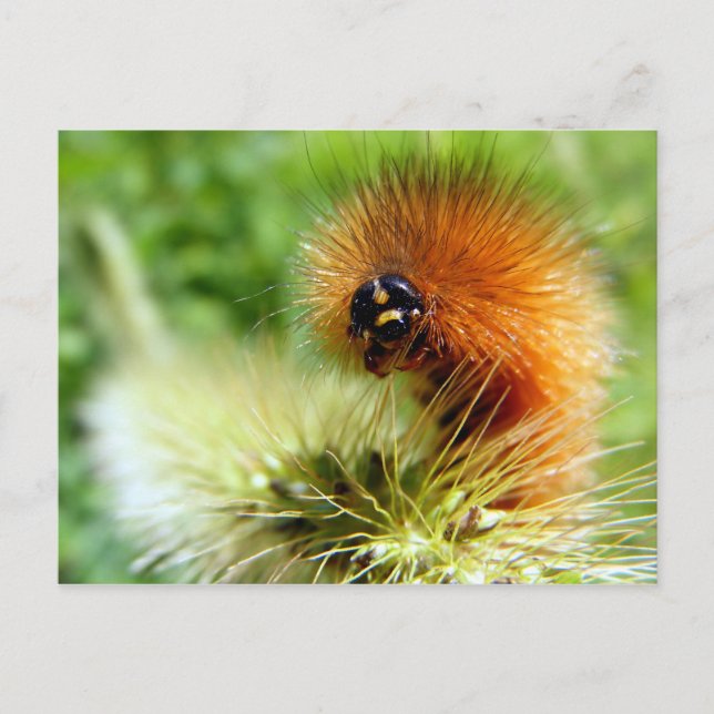 Fuzzy Caterpillar Postcard (Front)