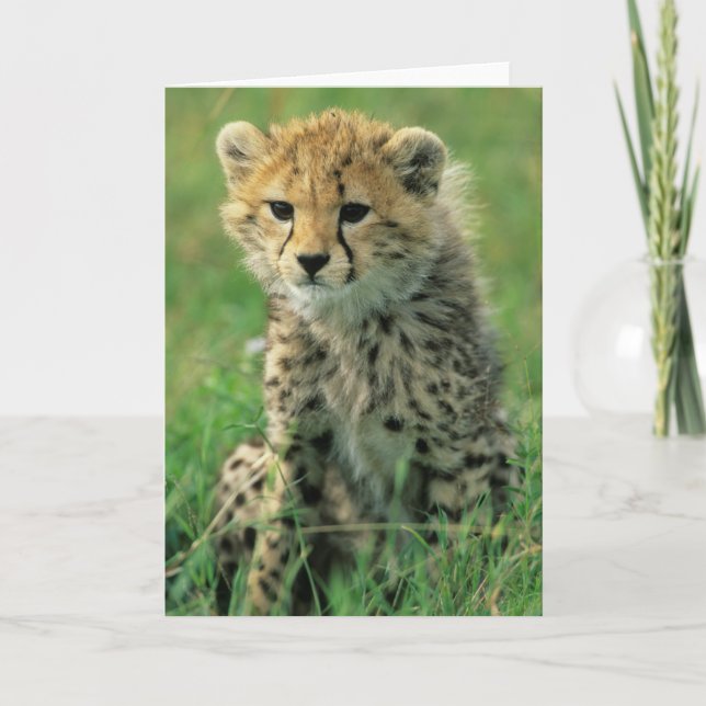 Fuzzy Cheetah Cub Card (Front)