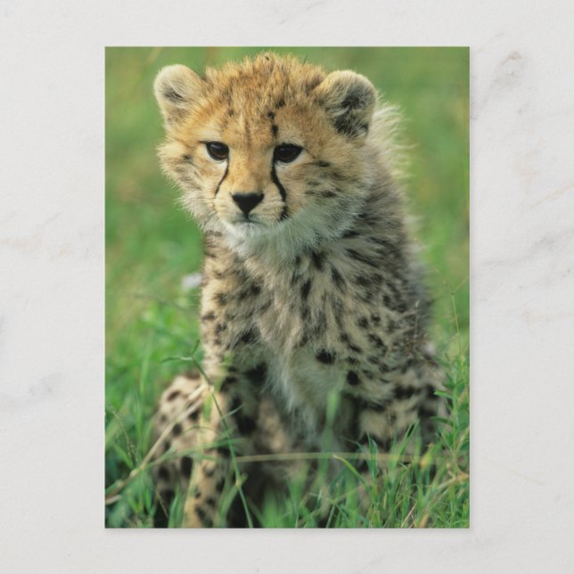 Fuzzy Cheetah Cub Postcard (Front)