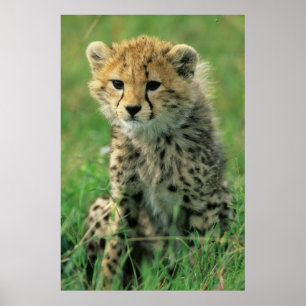 Fuzzy Cheetah Cub Poster