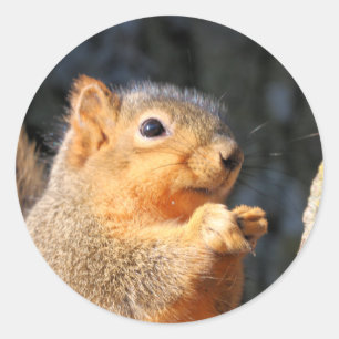 Fuzzy Classic Round Sticker