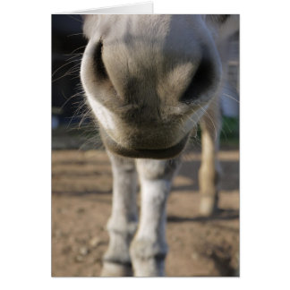 Fuzzy Donkey nose Blank card