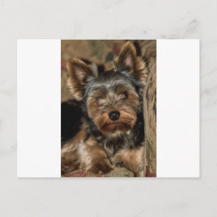 Fuzzy Face Yorkshire Terrier Postcard