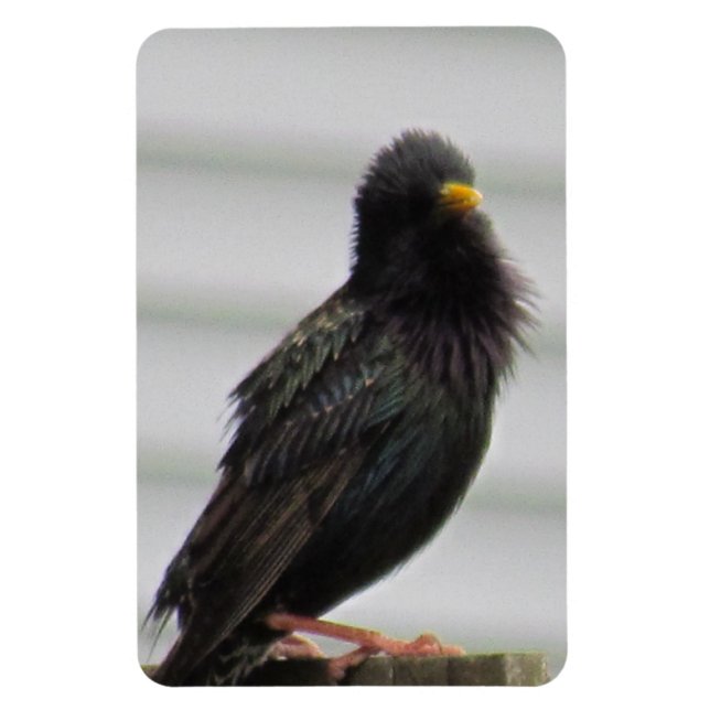 Fuzzy Headed Bird Magnet (Vertical)