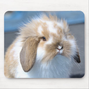 Fuzzy Holland Mini Dwarf Lop Bunny Rabbit Mouse Pad