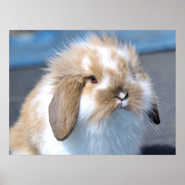 Fuzzy Holland Mini Dwarf Lop Bunny Rabbit Poster (Front)