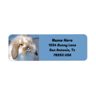 Fuzzy Holland Mini Dwarf Lop Bunny Return Address Return Address Label