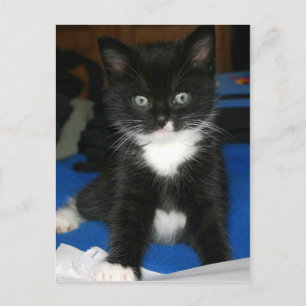 Fuzzy Kitten Card
