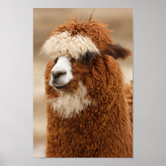 Fuzzy Llama Poster