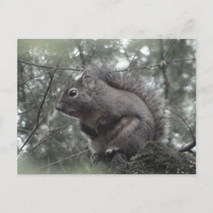 Fuzzy on Stump Postcard