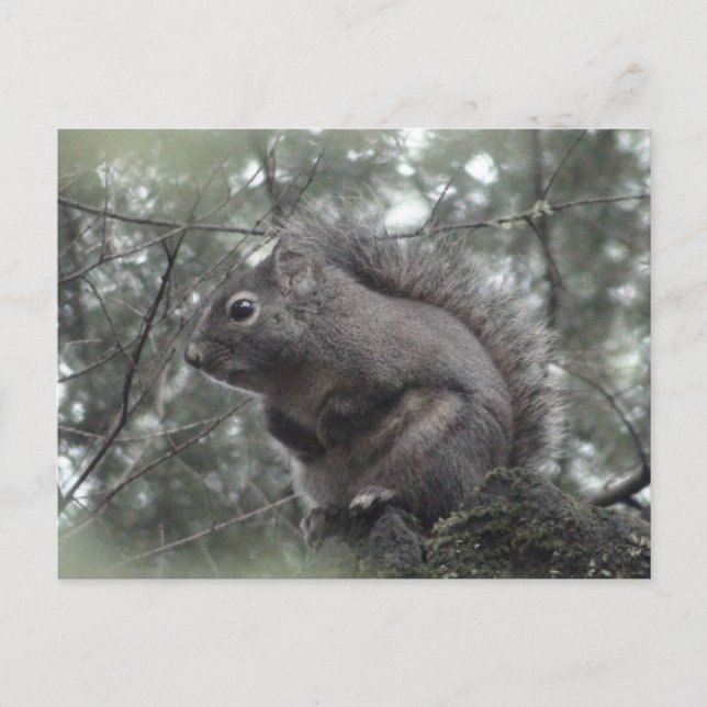Fuzzy on Stump Postcard (Front)