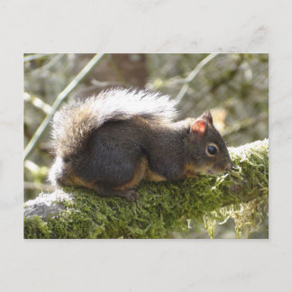 Fuzzy on Tree Limb Postcard