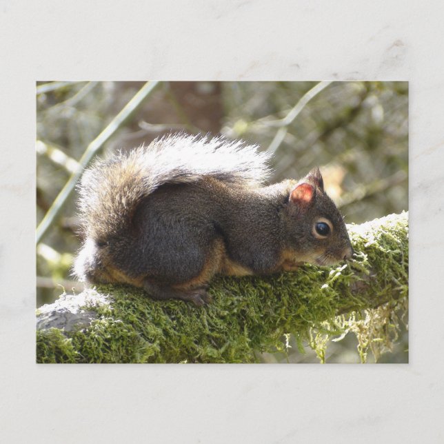 Fuzzy on Tree Limb Postcard (Front)