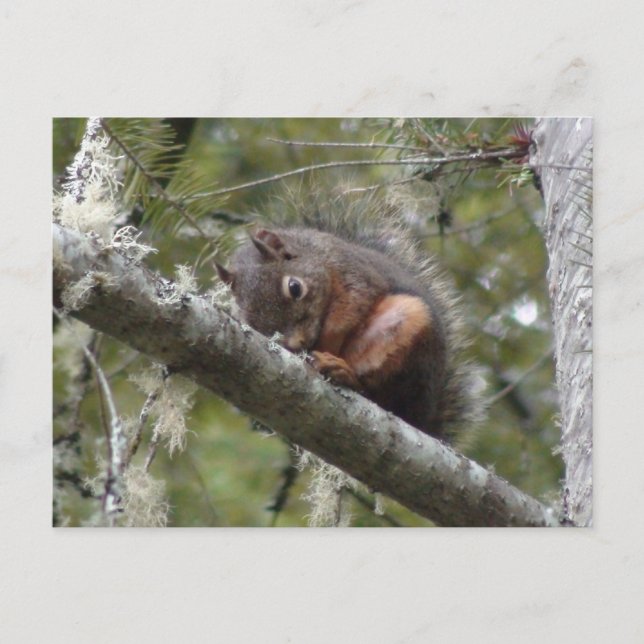 Fuzzy Sleeping on Tree Limb Postcard (Front)